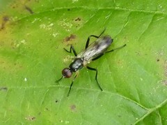 Cordilura