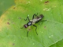 Cordilura