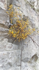Pultenaea gunnii