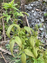 Cedronella canariensis