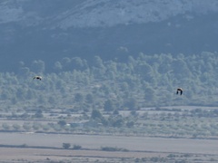 Pterocles orientalis