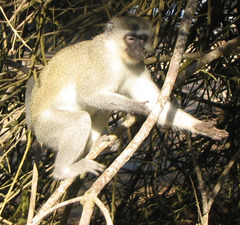 Chlorocebus pygerythrus pygerythrus