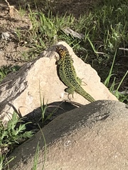 Liolaemus zapallarensis