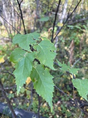 Betula