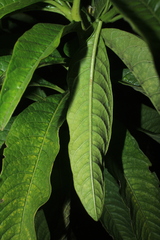 Solanum oblongifolium