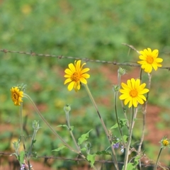 Tithonia tubaeformis