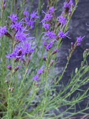 Liatris microcephala