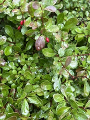 Berberis thunbergii