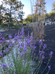 Liatris microcephala
