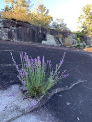 Liatris microcephala
