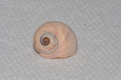 Cryptonatica aleutica