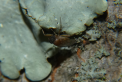 Phoridae