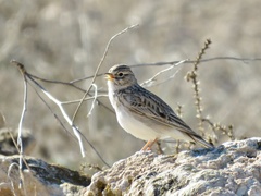 Alaudala rufescens