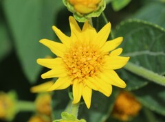 Verbesina sphaerocephala