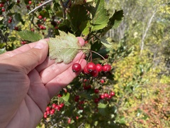 Crataegus chrysocarpa