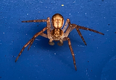 Philodromus dispar