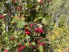 Crataegus chrysocarpa