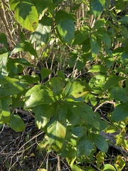 Chionanthus virginicus
