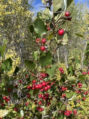 Crataegus chrysocarpa