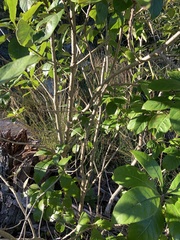 Chionanthus virginicus