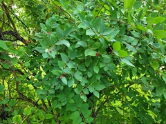Lonicera