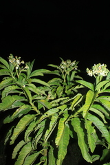 Solanum oblongifolium