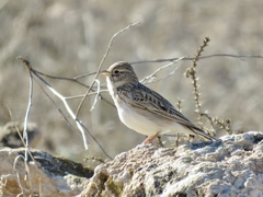 Alaudala rufescens
