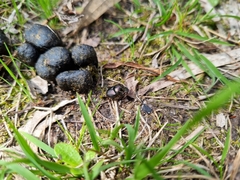 Onthophagus