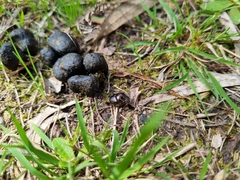 Onthophagus