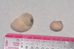 Cryptonatica aleutica