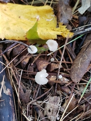 Hemimycena lactea