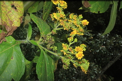 Smallanthus pyramidalis