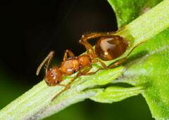 Notoncus spinisquamis