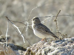 Alaudala rufescens