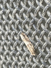 Crocidosema plebejana