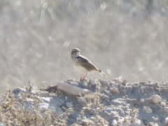 Alaudala rufescens