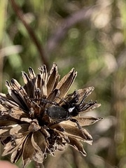 Zelotes