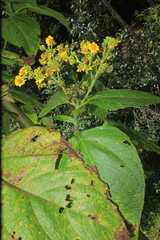 Smallanthus pyramidalis