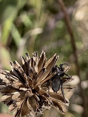 Zelotes