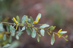 Acacia stipuligera