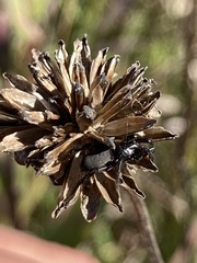 Zelotes