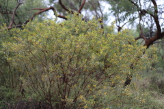 Acacia stipuligera