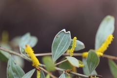 Acacia stipuligera