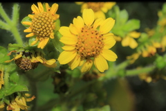 Smallanthus pyramidalis