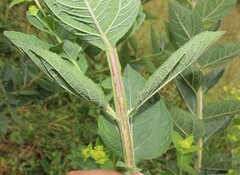 Verbesina sphaerocephala