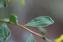 Acacia stipuligera