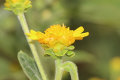 Verbesina sphaerocephala