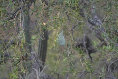 Aspidosperma quebracho-blanco
