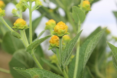 Verbesina sphaerocephala