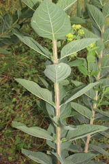 Verbesina sphaerocephala